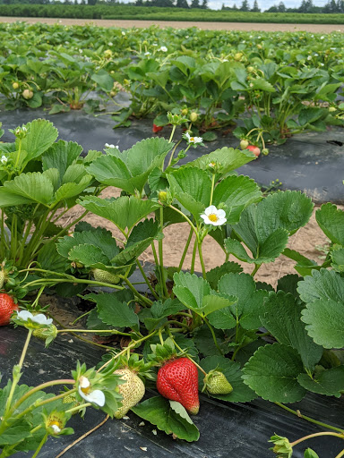 Produce Market «Boones Ferry Berry Farms», reviews and photos, 19602 NE Boones Ferry Rd, Hubbard, OR 97032, USA