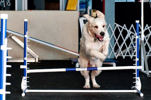 Dog handlers in Los Angeles