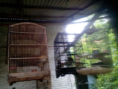 Photos of Perkutut Lokal Indonesia