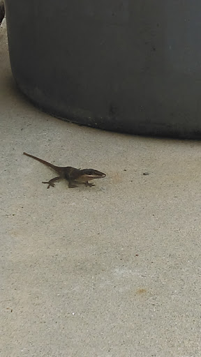 Auto Parts Store «Advance Auto Parts», reviews and photos, 208 Village Rd NE, Leland, NC 28451, USA