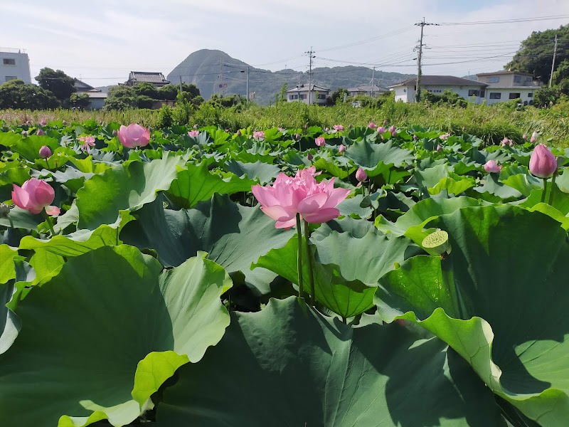 黒崎永田湿地自然公園