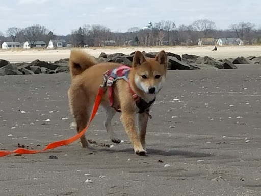 Nature Preserve «Sandy Point Bird Sanctuary», reviews and photos, Beach St, West Haven, CT 06516, USA