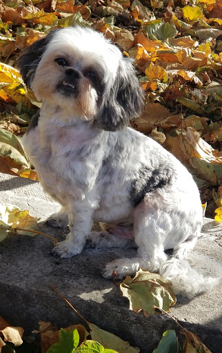 Pet Groomer «Go Pet Go», reviews and photos, 115 NE 91 St, Kansas City, MO 64155, USA