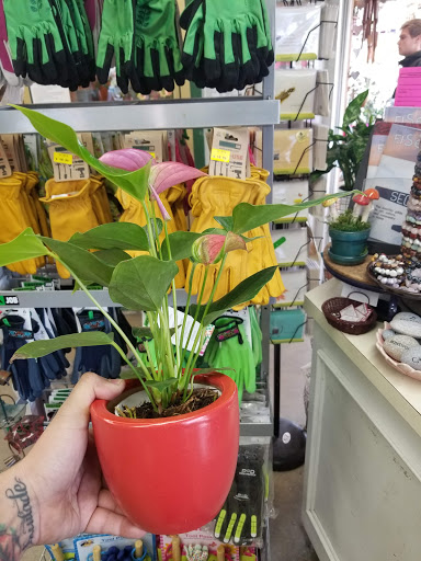 Garden Center «International Garden and Floral Design Center», reviews and photos, 155 N Sepulveda Blvd, El Segundo, CA 90245, USA