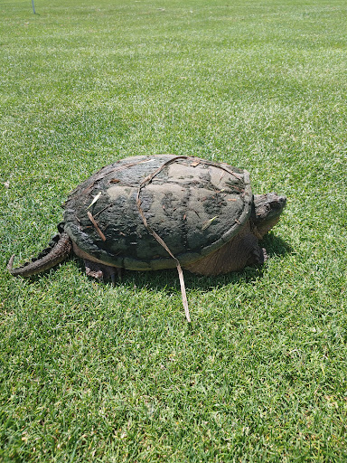 Public Golf Course «Willow Metropark Golf Course», reviews and photos, 22900 Huron River Dr, New Boston, MI 48164, USA