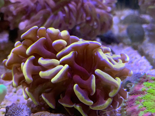 Tropical Fish Store «Tropical Pet Oasis», reviews and photos, 10218 Progress Ln, Parker, CO 80134, USA