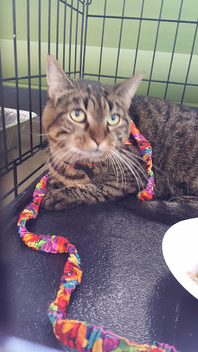 Pet Supply Store «Pet Supplies Plus», reviews and photos, 9 Waukegan Rd, Deerfield, IL 60015, USA