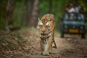 Tiger Safari India image
