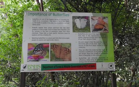 Butterfly Park, Asola Bhatti Wildlife Sanctuary Delhi image