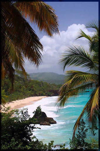 Supermarket «Publix Super Market at Loxahatchee Groves Commons», reviews and photos, 15625 Southern Blvd, Loxahatchee Groves, FL 33470, USA