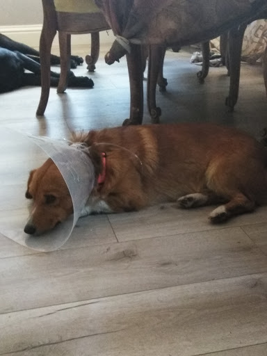 Davies Animal Medical Hospital image