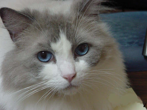 2215 S Voss Rd, Houston, TX 77057, USA