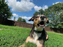 Our Family Pet Sitting - Photo 7 - Car repair in West Chicago, IL, Aurora