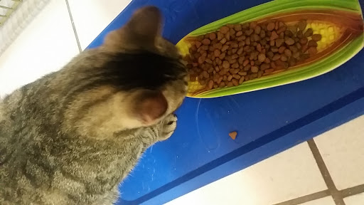 Pet Supply Store «Petco Animal Supplies», reviews and photos, 13127 N Dale Mabry Hwy, Tampa, FL 33618, USA