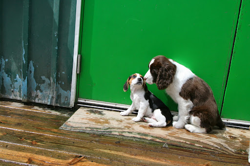 Dog Day Care Center «Play Dog Play Canine Care Center», reviews and photos, 668 Pine St, Burlington, VT 05401, USA