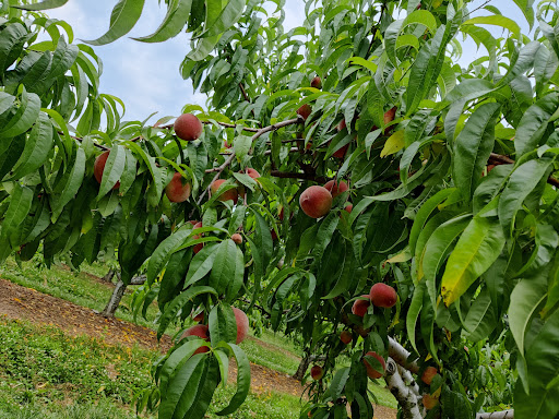 Farm «Alstede Farms», reviews and photos, 1 Alstede Farms Ln, Chester, NJ 07930, USA