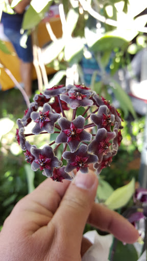 Park «Plantation Heritage Park», reviews and photos, 1100 S Fig Tree Ln, Plantation, FL 33317, USA