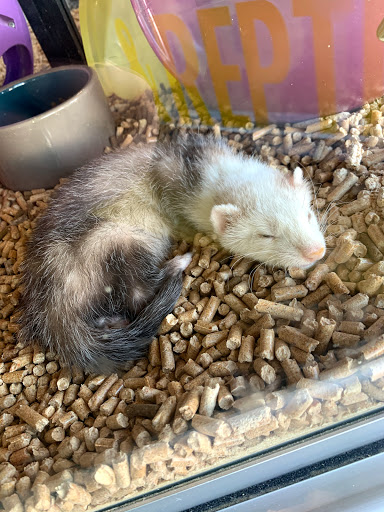 Pet Store «Parker Exotic Pets», reviews and photos, 17880 Cottonwood Dr, Parker, CO 80134, USA