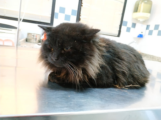 Clínica Veterinaria Ordás C.b. en Almussafes