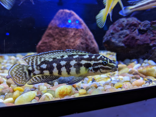 Tropical Fish Store «Aquarium Shoppe», reviews and photos, 2246 S Campbell Ave, Springfield, MO 65807, USA