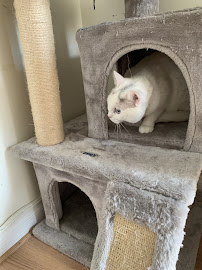 Fay’s Loving Pets Boarding Services - Photo 8 - Car repair in , Simi Valley