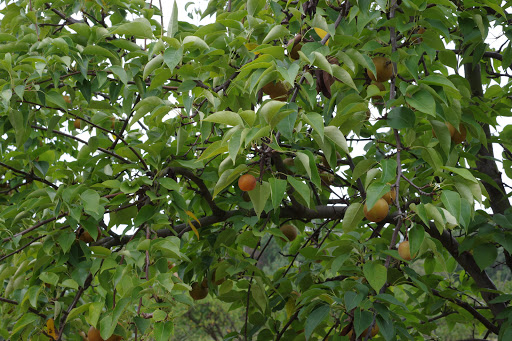 Strawberry Hill Farm