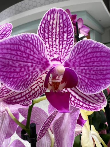 Supermarket «Publix Super Market at Forest Village Shopping Center», reviews and photos, 5032 Capital Cir SW Ste 1, Tallahassee, FL 32305, USA