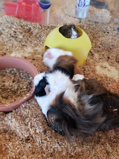 Pet Store «Perfect Pets», reviews and photos, 6840 S University Blvd #410, Centennial, CO 80122, USA