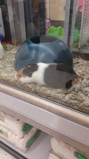 Pet Supply Store «Petco Animal Supplies», reviews and photos, 12765 Harper Village Dr #140, Battle Creek, MI 49014, USA
