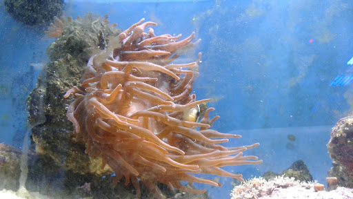 Tropical Fish Store «Fishy Business», reviews and photos, 911 E Church St, Lexington, TN 38351, USA