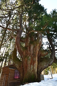 中村の大杉