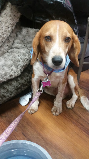 Pet Store «Pet Valu», reviews and photos, 9427 Lorton Market St #7, Lorton, VA 22079, USA