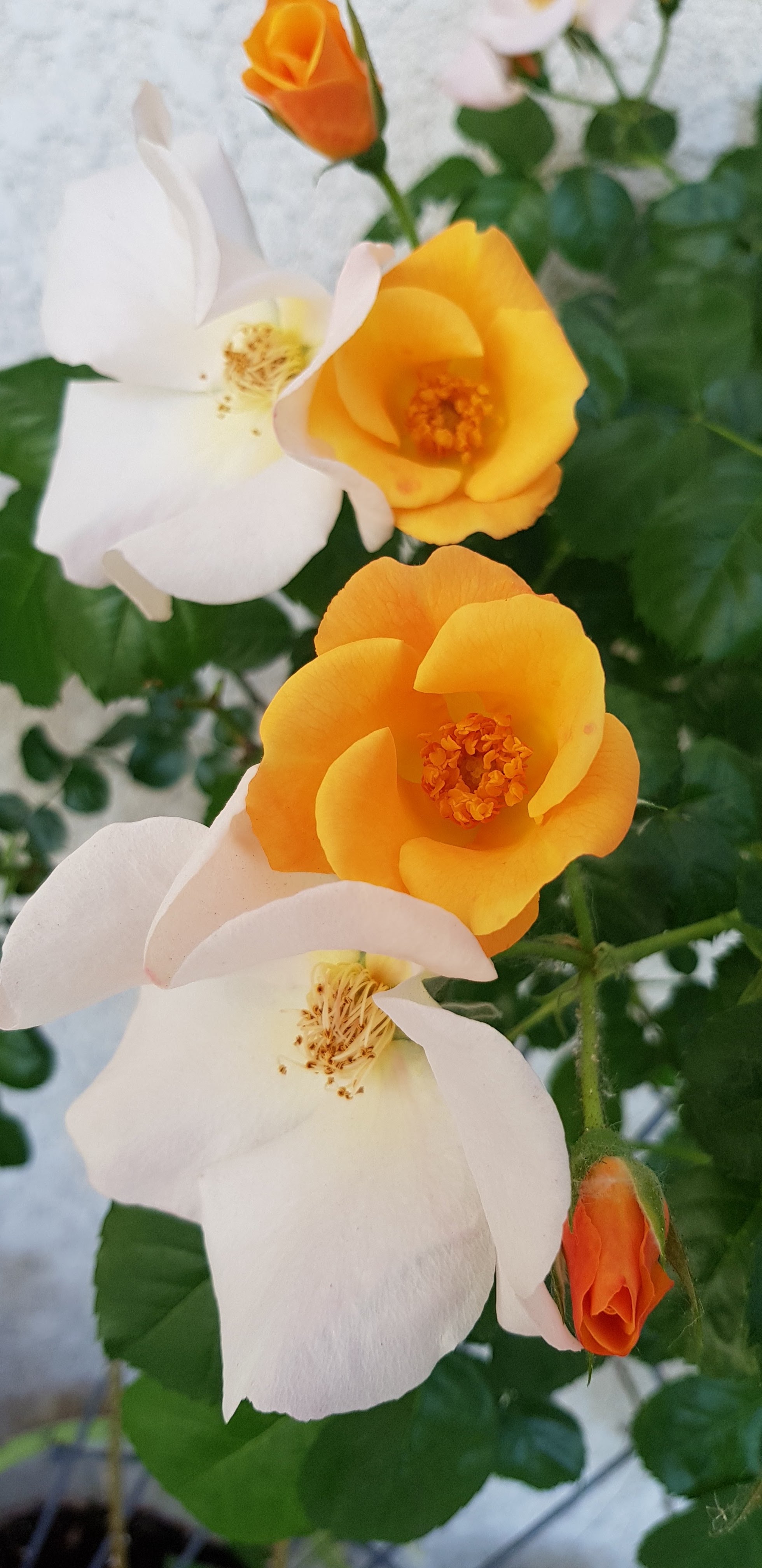 Photo n° 15 de l'avis de Cyril.m fait le 12/05/2018 à 20:31