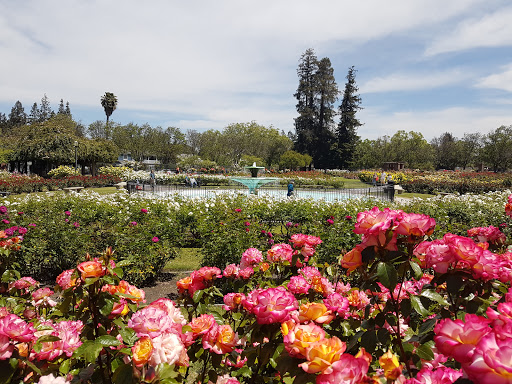 Municipal Rose Garden