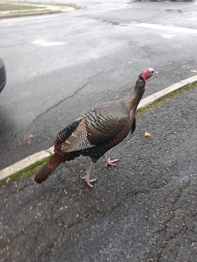 Pet Supply Store «PetSmart», reviews and photos, 310 N White Horse Pike, Lawnside, NJ 08045, USA