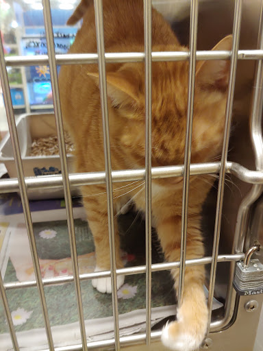 Pet Supply Store «PetSmart», reviews and photos, 12971 Fair Lakes Pkwy, Fairfax, VA 22033, USA