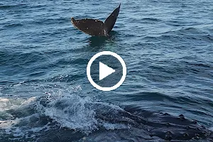 Hervey Bay Whale Watch image