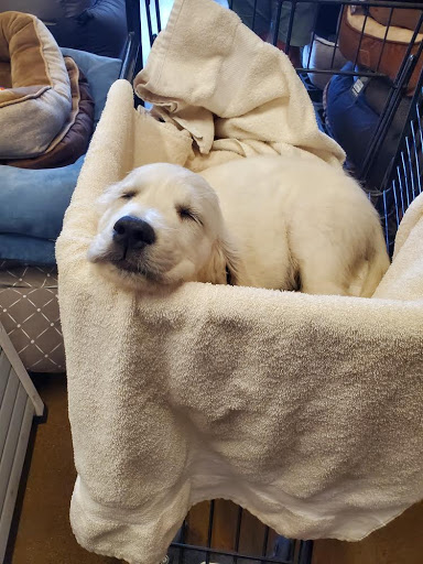 Pet Store «Choice Pet Market», reviews and photos, 15681 N Hayden Rd #114, Scottsdale, AZ 85260, USA