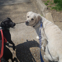 Rose Pet Services - Photo 9 - Car repair in Glen Allen, VA, Richmond