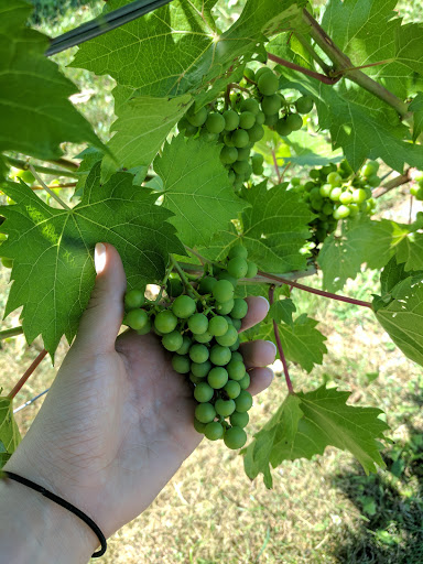 Winery «Cellardoor Winery», reviews and photos, 367 Youngtown Rd, Lincolnville, ME 04849, USA