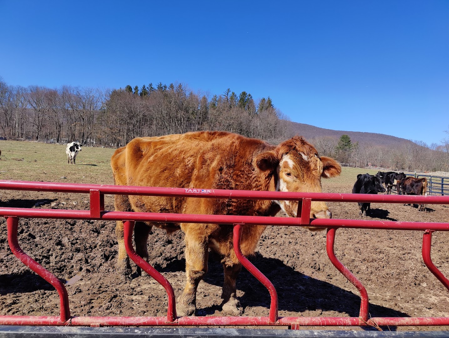 Lakshmi Cow Sanctuary