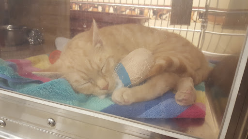 Pet Supply Store «PetSmart», reviews and photos, 1559 Merritt Blvd, Dundalk, MD 21222, USA