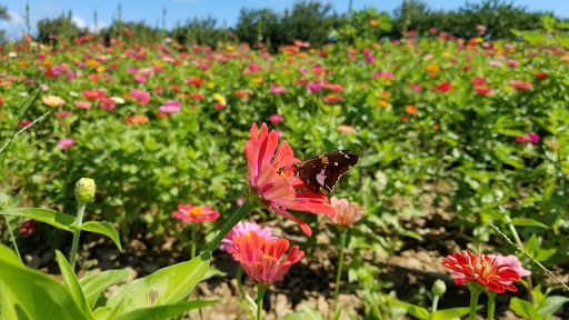 Farm «Alstede Farms», reviews and photos, 1 Alstede Farms Ln, Chester, NJ 07930, USA