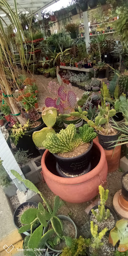 Plant Nursery «San Gabriel Nursery & Florist», reviews and photos, 632 S San Gabriel Blvd, San Gabriel, CA 91776, USA