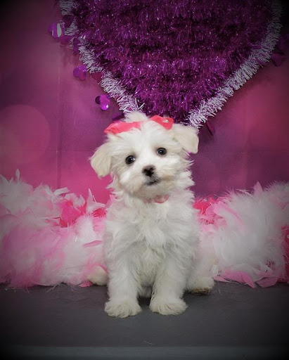 Pet Store «Pet Planet», reviews and photos, 11968 S Redwood Rd, Riverton, UT 84065, USA