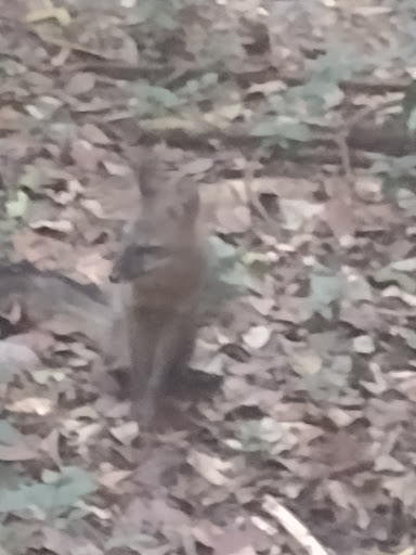 Park «Simpson Park», reviews and photos, 5 SW 17th Rd, Miami, FL 33129, USA