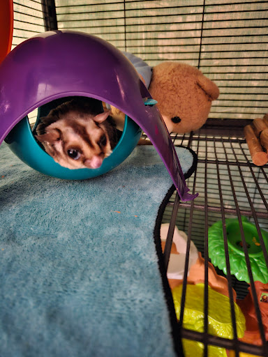 Dr. Carlos E. Dominquez, DVM image