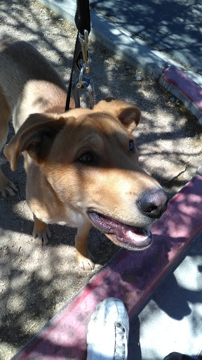 Pet Supply Store «PetSmart», reviews and photos, 3260 Stockton Hill Rd, Kingman, AZ 86409, USA