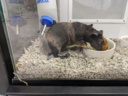 Pet Supply Store «Petco Animal Supplies», reviews and photos, 6761 Westminster Ave, Westminster, CA 92683, USA