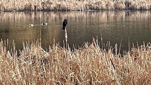 Nature Preserve «Bluff Lake Nature Center», reviews and photos, 3400 Havana Way, Denver, CO 80238, USA